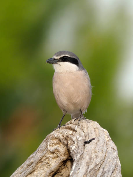 istock Iberian grey-shrike, Lanius meridionalis 1204778765