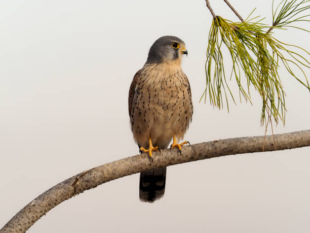 istock Kestrel, Falco tinnunculus 1204778773