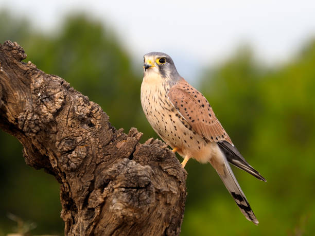istock Kestrel, Falco tinnunculus 1204778803