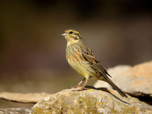 istock Cirl bunting, Emberiza cirlus 1204779358