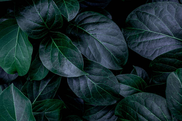 istock closeup nature view of green leaf background 1204779488
