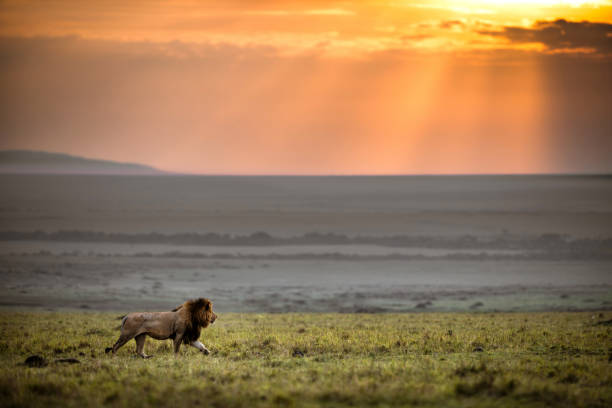 männlicher löwe zu fuß in masai mara bei sonnenuntergang. - lion mane strength male animal stock-fotos und bilder