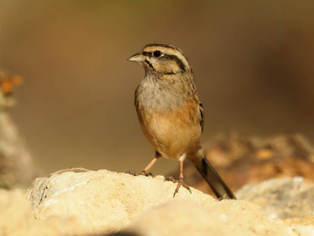istock Cirl bunting, Emberiza cirlus 1204779574