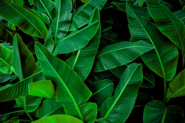 closeup green banana leaf texture in garden tropical banana leaf texture in garden, abstract green leaf, large palm foliage nature dark green background banana tree stock pictures, royalty-free photos & images