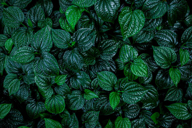 istock closeup nature view of green leaf background 1204779618