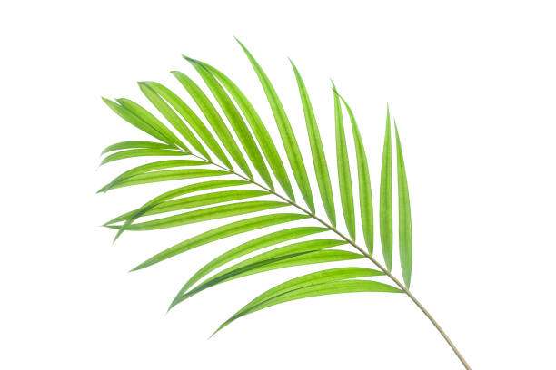 istock tropical and coconut leaf isolated on white background 1204779623