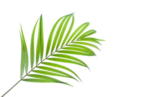 istock tropical and coconut leaf isolated on white background 1204779673