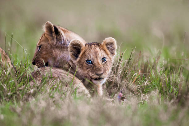 istock Cute lion cub eating in grass. 1204779726