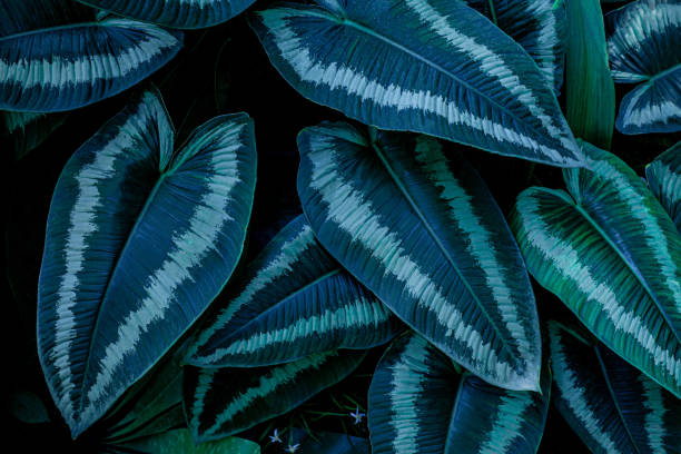 istock closeup green leaves nature background 1204779731