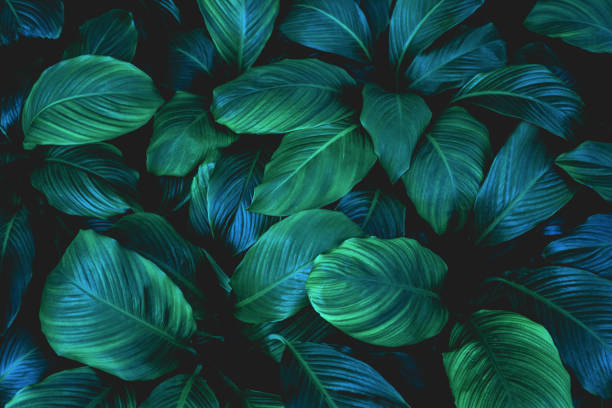 istock abstract green leaf texture and nature background 1204779834