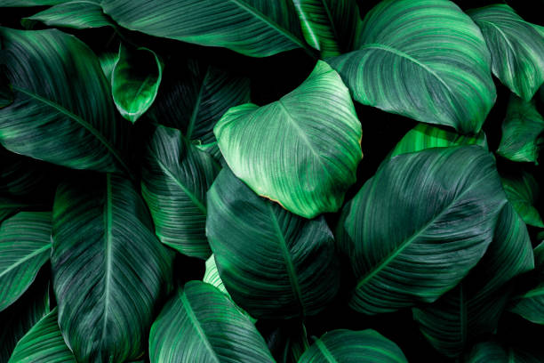istock abstract green leaf texture and nature background 1204779879