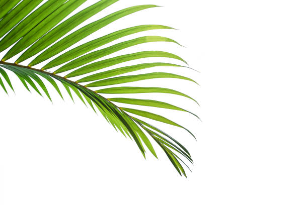 foglia tropicale e di cocco isolata su sfondo bianco - noce di areca foto e immagini stock