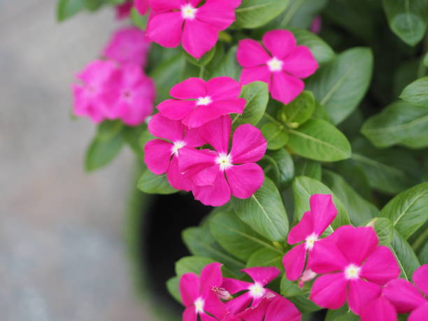 istock Common name West Indian, Madagascar, Bringht eye, Indian, Cape, Pinkle-pinkle, Vinca, Cayenne jasmine, Rose periwinkle, Old maid Scientific name Catharanthus roseus flower have pink color 1204779924