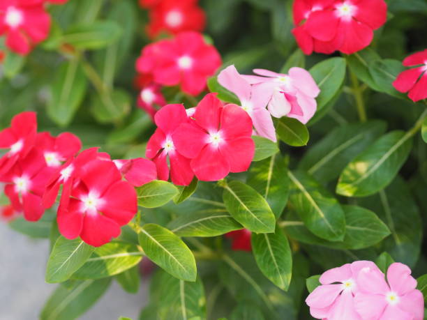 nazwa zwyczajowa west indian, madagaskar, oko bringht, indyjski, przylądek, pinkle-pinkle, vinca, jaśmin cayenne, róża barwinka, stara pokojówka nazwa naukowa catharanthus roseus kwiat mają różowy i czerwony kolor - catharanthus zdjęcia i obrazy z banku zdjęć