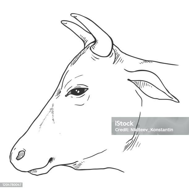 Sapi Seketsa Sketsa Kepala Sapi Ilustrasi Ternak Vektor Ilustrasi Stok - Unduh ...