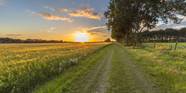 istock Wheat field along old oak track at dusk 1204780823