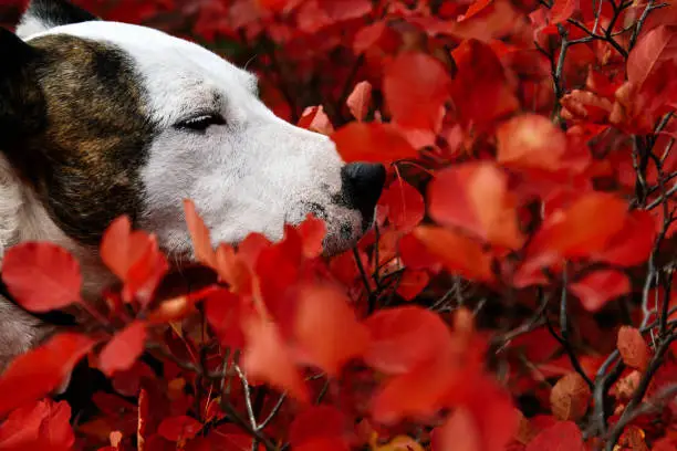 Photo of Beautiful face of the dog pit bull in the red leaves of autumn sumach. Dog face pit bull close-up.