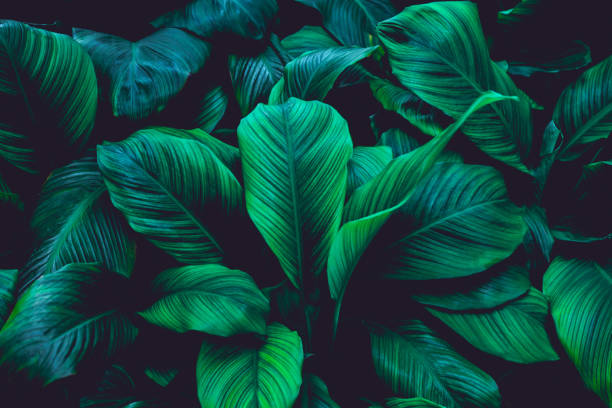 istock abstract green leaf texture and nature background 1204781975