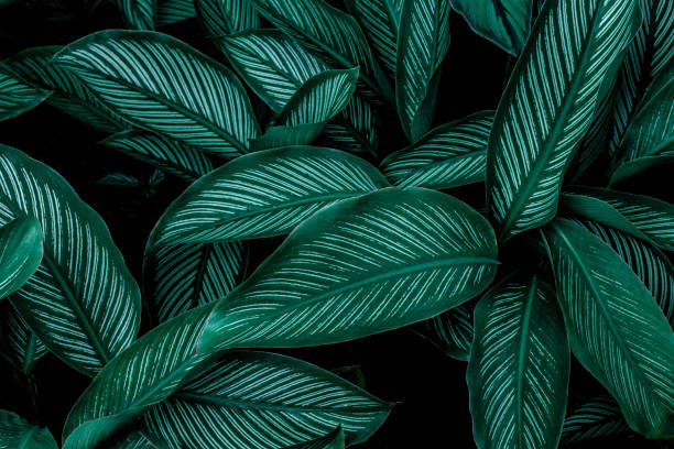 istock closeup nature view of green leaf background 1204782054