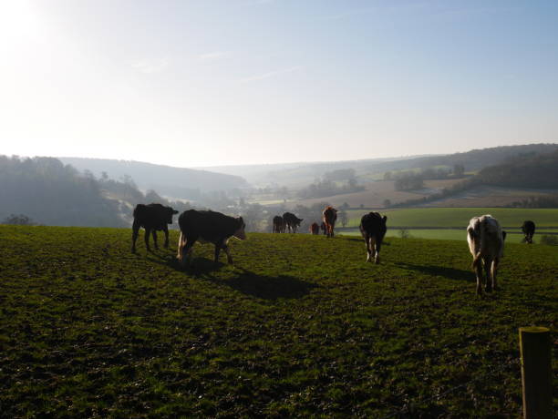 istock Cattle in high field in Chilterns in winter 1204782072