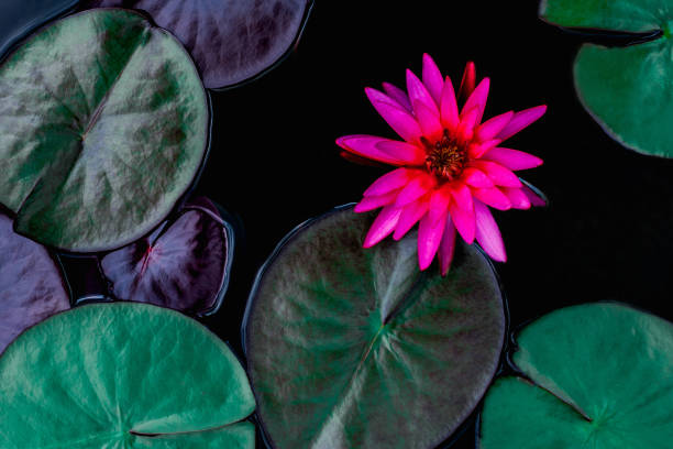 closeup beautiful lotus flower and green leaf in pond - single flower macro lotus close up imagens e fotografias de stock