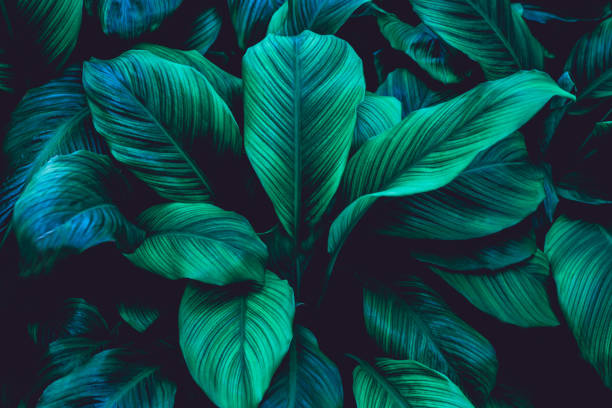istock abstract green leaf texture and nature background 1204782294