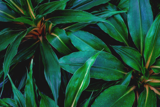 istock closeup green leaves nature background 1204782298
