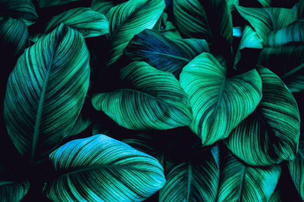istock abstract green leaf texture and nature background 1204782322
