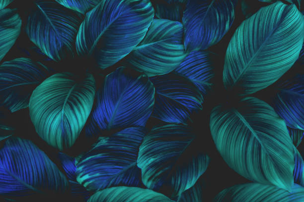 istock abstract green leaf texture and nature background 1204782326