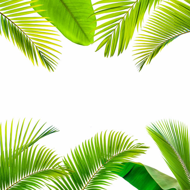 istock tropical and coconut leaf isolated on white background 1204782418