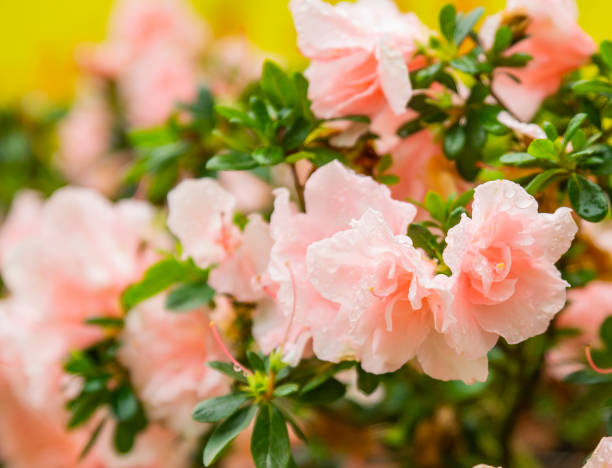 blumen im garten - azalea magenta flower red stock-fotos und bilder