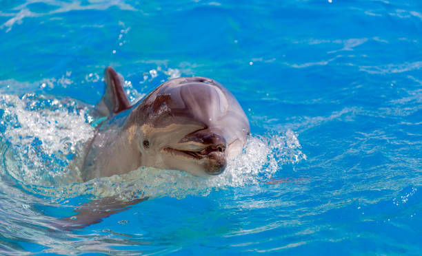 istock Close up of a bottlenose dolphin. 1204786691