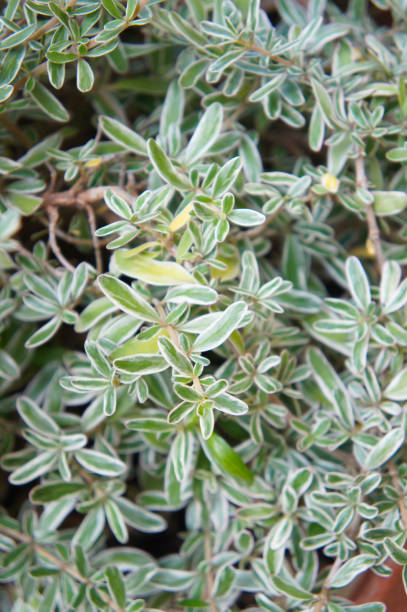 istock Coprosma kirkii variegata evergreen plant vertical 1204786749