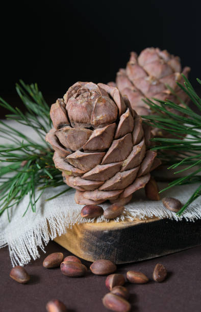 istock still life, pine cone with nuts and coniferous branches on a black background, close-up 1204786996