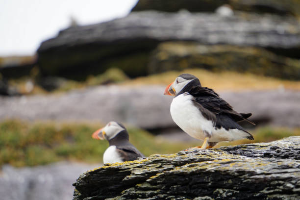 istock puffins at the Skellig islands 1204787319