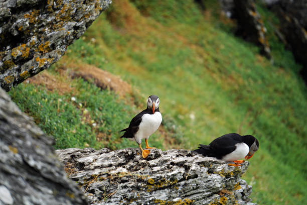 istock puffins at the Skellig islands 1204788080