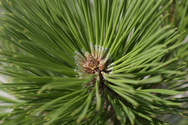 istock Pine branch detail. pine needle close up 1204788101