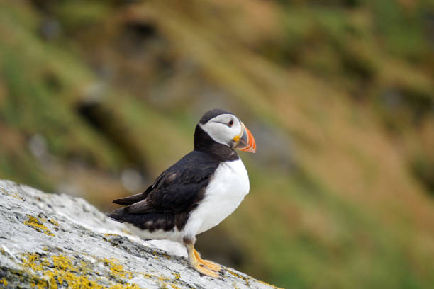 istock puffins at the Skellig islands 1204788144