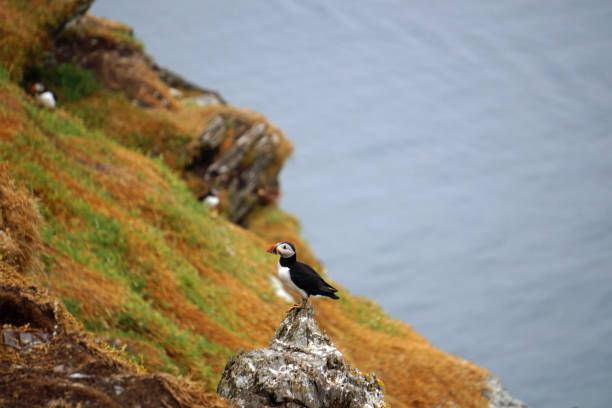 istock puffins at the Skellig islands 1204788236