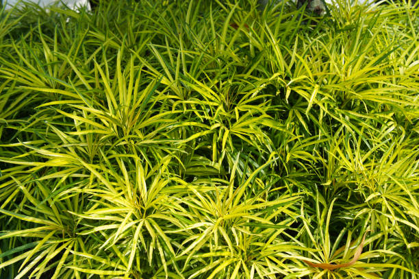 istock Miagos bush or osmoxylon, linear green plant background 1204788263