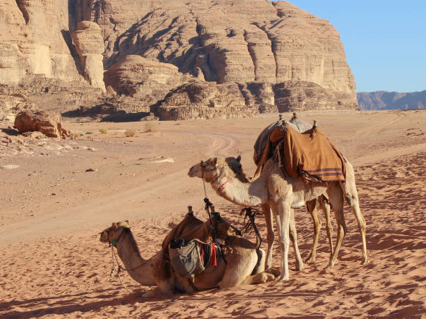 istock Camel caravan rests on the sand in Wadi Rum desert in Jordan 1204788301
