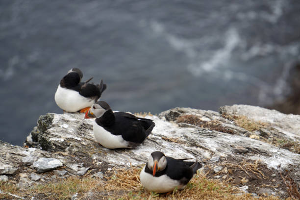 istock puffins at the Skellig islands 1204788388