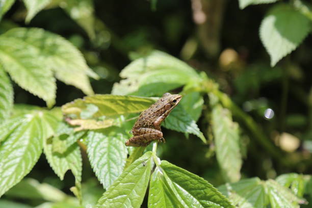 istock Little indonesian frog 1204791930