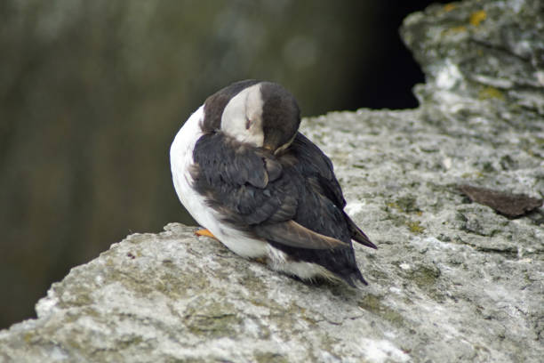 istock puffins at the Skellig islands 1204792355