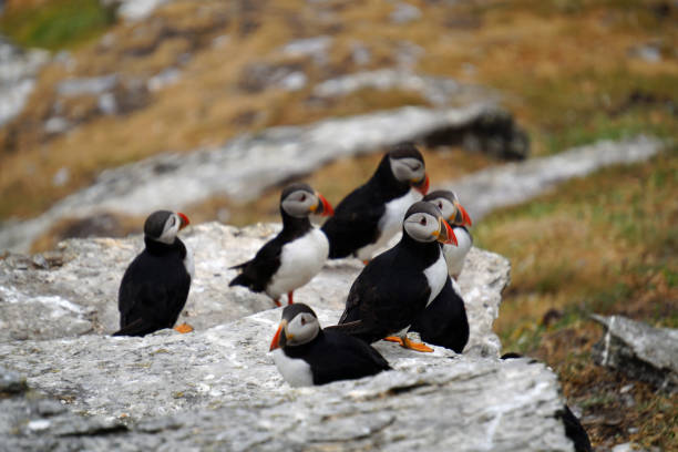 istock puffins at the Skellig islands 1204792939