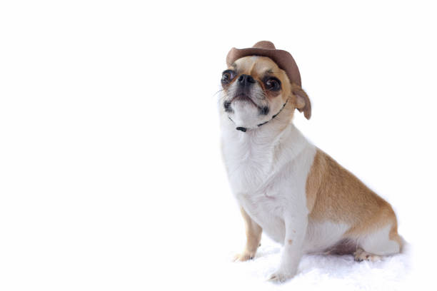 istock Dog wear hat on white background. 1204792953
