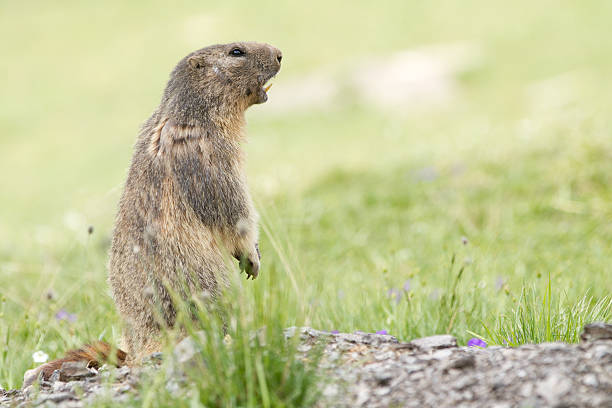 istock Alpine Marmot - Marmota 120479370