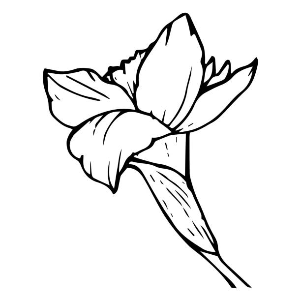 istock Narcissus flower side view outline black color isolated on white background, vector illustration 1204794815