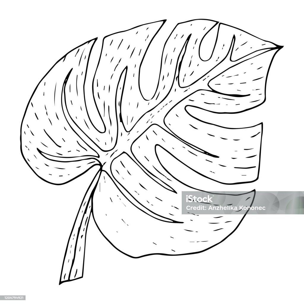 Monstera Leaf In Graphic Style Drawn In Black Outline Isolated On White
