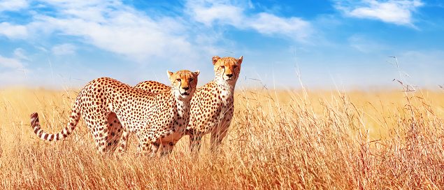 Pair of Cheetahs hunting on savannah in Kenya